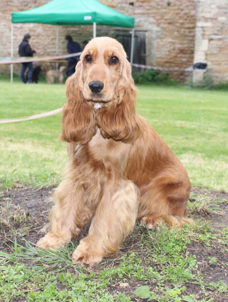 Mirabelle Du Royaume Des Quatre Pattes