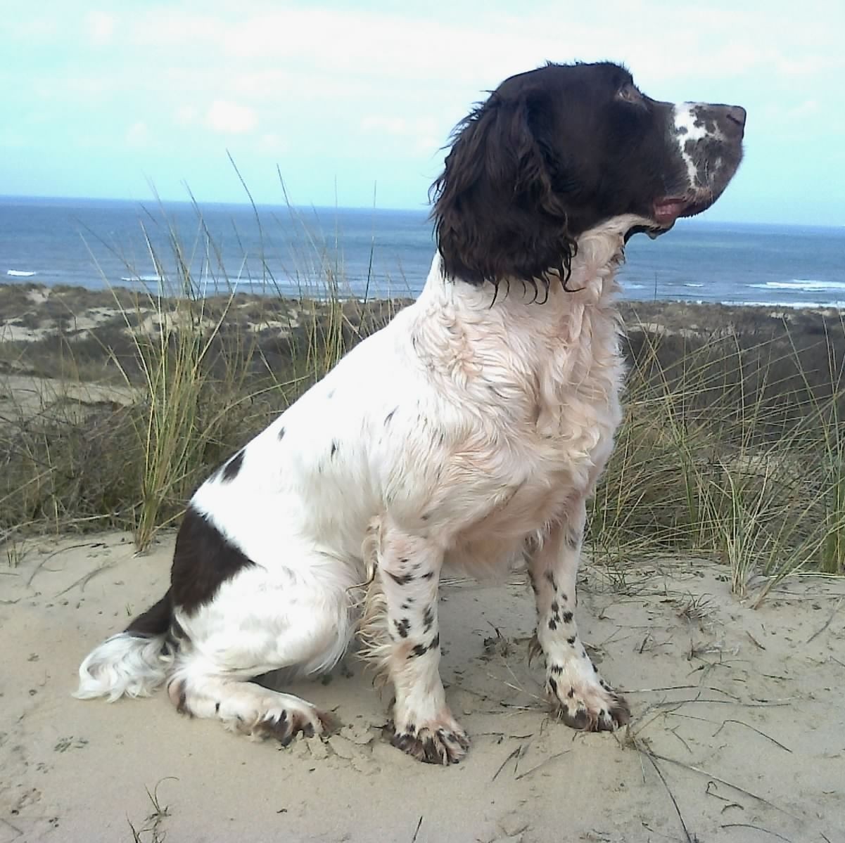 Publication : du chemin des cavaliers Auteur : Alain Meunier