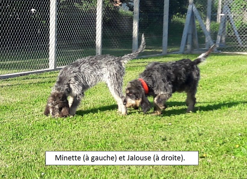 Publication : De Goute Agude 