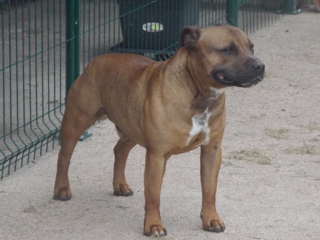 Publication : des Croisades de Tyam 