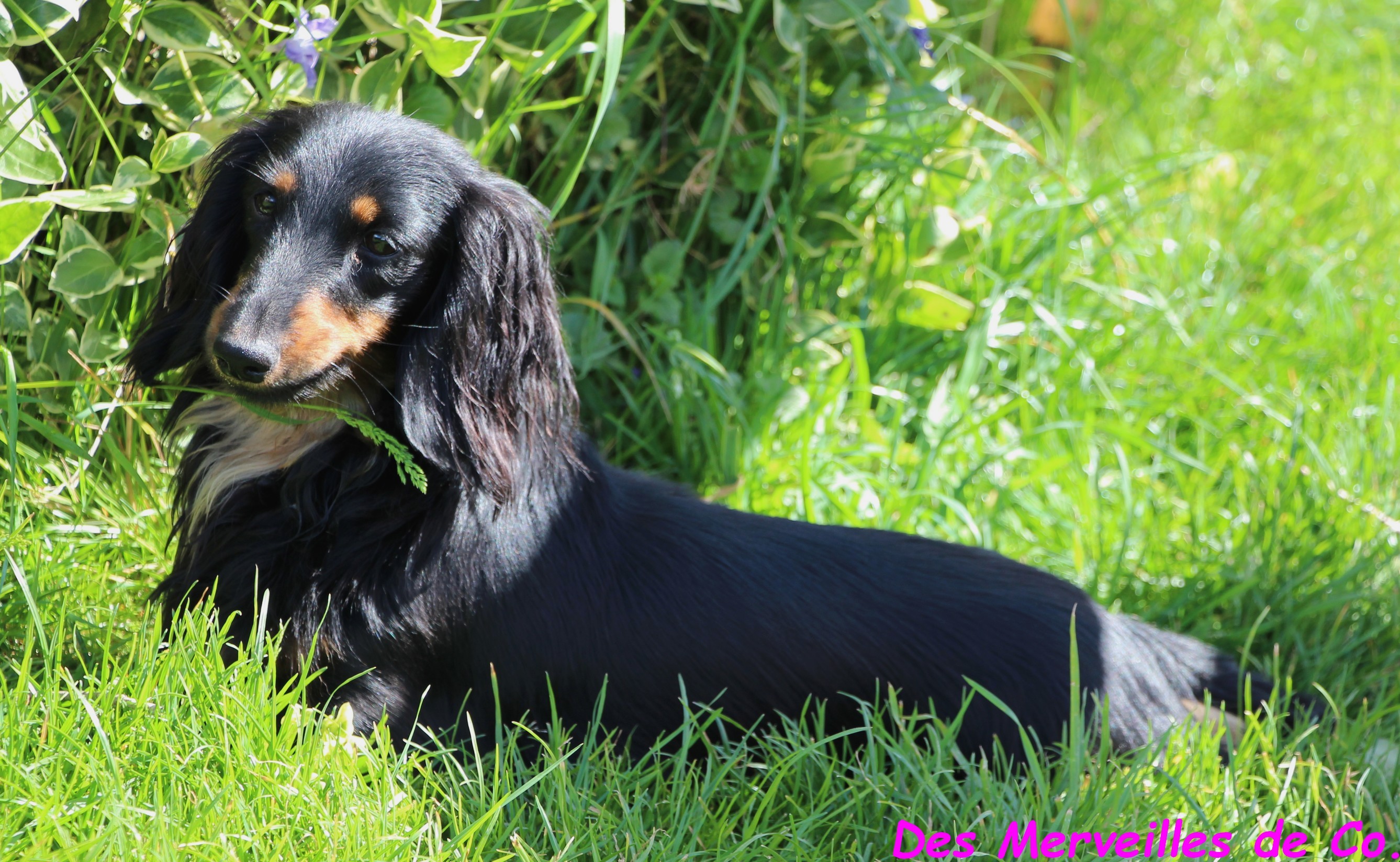 M. tatyana Des Merveilles De Co