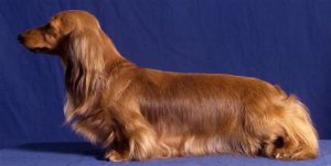 CH. ralines royal Acclaim