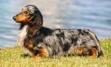 CH. packer's Silver smith