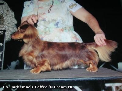 CH. barbemac's Coffee n cream