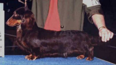 CH. packer's Brown sugar