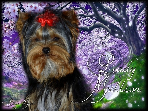 Publication : of Sun Moon Auteur : elevage yorkshire of sun moon