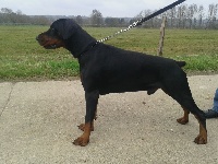 Étalon Dobermann - Largo-heryo du Parc des marais d'Opale
