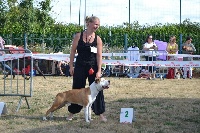 Étalon American Staffordshire Terrier - In'tide red legend du Domaine de Kheops