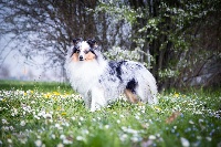 Étalon Shetland Sheepdog - TR. CH. Braveheart you are my hero (Sans Affixe)