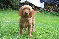 Étalon Basset fauve de Bretagne - Jalinaar du Domaine D'Asgard