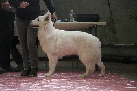 Étalon Berger Blanc Suisse - simply one Such a pretty girl