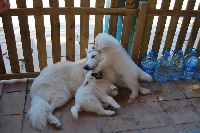 Étalon Berger Blanc Suisse - Godji des écrins de Sirius