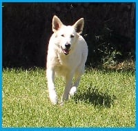 Étalon Berger Blanc Suisse - June Des Hauts De Charente