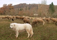 Étalon Berger de la Maremme et des Abruzzes - Terra (Sans Affixe)