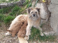 Étalon Berger des Pyrenees à poil long - Joy Du pic d'arbizon