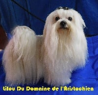 Étalon Bichon maltais - Lilou du domaine de l'Aristochien