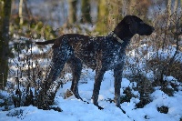 Étalon Braque allemand à poil court - Jiga Du grimoire des niebelungen