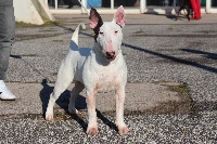 Étalon Bull Terrier - Breed Of Hurricane Miss white shadow legend
