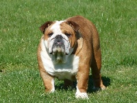 Étalon Bulldog Anglais - Angelbulls elisabeth fat puppys