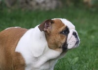 Étalon Bulldog Anglais - Miss mirabelle dite prada des Caprices de Cupidon