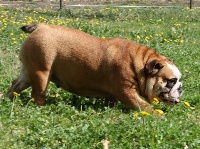 Étalon Bulldog Anglais - Josephine Le parfum des lavandes