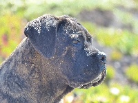 Étalon Cane Corso - Fedor della Valle degli Orsi Ali