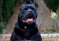 Étalon Cane Corso - Perla nera dell'Antiqua Apulia