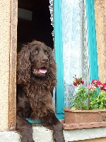 Étalon Chien d'arrêt allemand à poil long - Galiléo Du Domaine De L' Ancien Hêtre