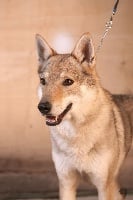 Étalon Chien-loup tchecoslovaque - Fabia du Sandera Celeste