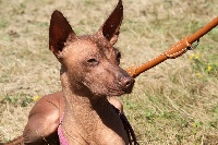 Étalon Chien nu mexicain - CH. Jiokuri kaboapolis