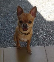 Étalon Chihuahua - Ilove Des Minispuces