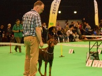 Étalon Dobermann - Irka De rouge-sang
