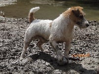 Étalon Jack Russell Terrier - CH. liberty box Arzul