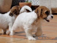 Étalon Jack Russell Terrier - Xula Auranjack