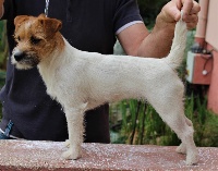 Étalon Jack Russell Terrier - CH. Maydi des Garrigues de Réals
