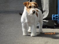 Étalon Jack Russell Terrier - CH. Génio buene Du Mas Ensoleillé