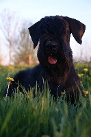 Étalon Schnauzer Geant - Jacky kennedy, dite leïa, Du Manoir De Beaupre