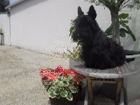 Étalon Scottish Terrier - Louna de l'escale fleurie