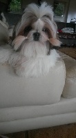 Étalon Shih Tzu - Li-os loka bella Du Domaine Du Shiloh