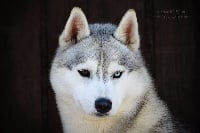 Étalon Siberian Husky - CH. Treasure triuphant beauty