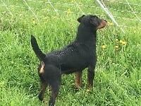 Étalon Terrier de chasse allemand - Mec du haut de Koeking