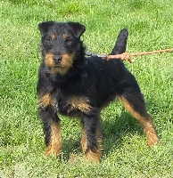 Étalon Terrier de chasse allemand - Frenchfox Marley