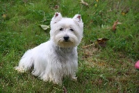 Étalon West Highland White Terrier - Lapimprenelle du fief Saint Theau