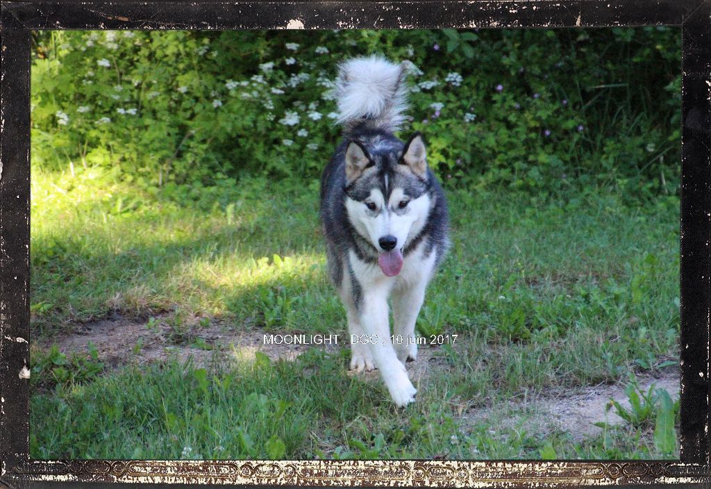 Publication : Des guerriers chippewas 