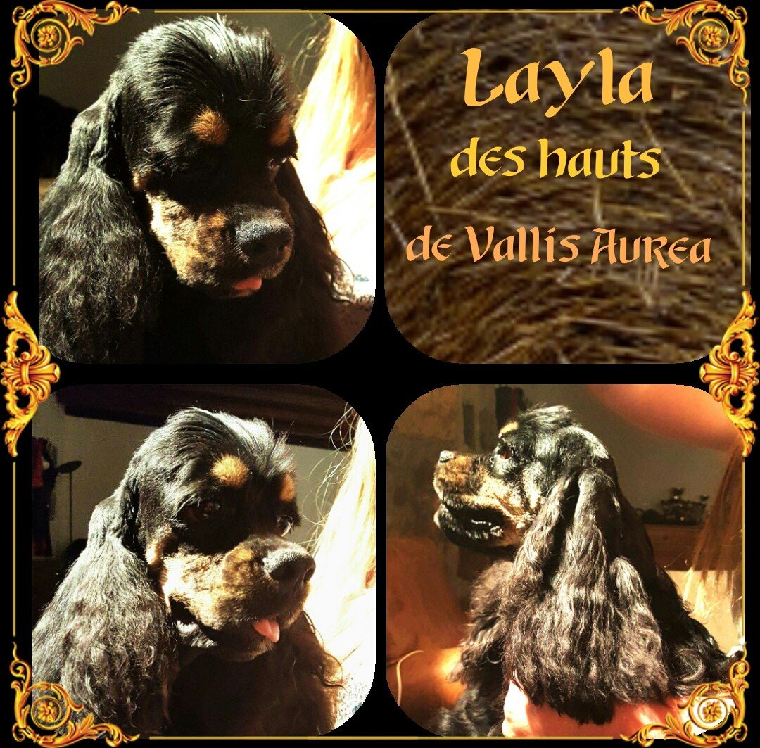 Lady layla des Hauts de Vallis-Auréa