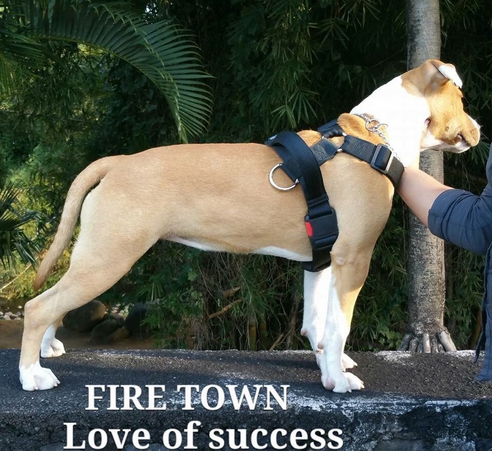 Fire Town Love of success