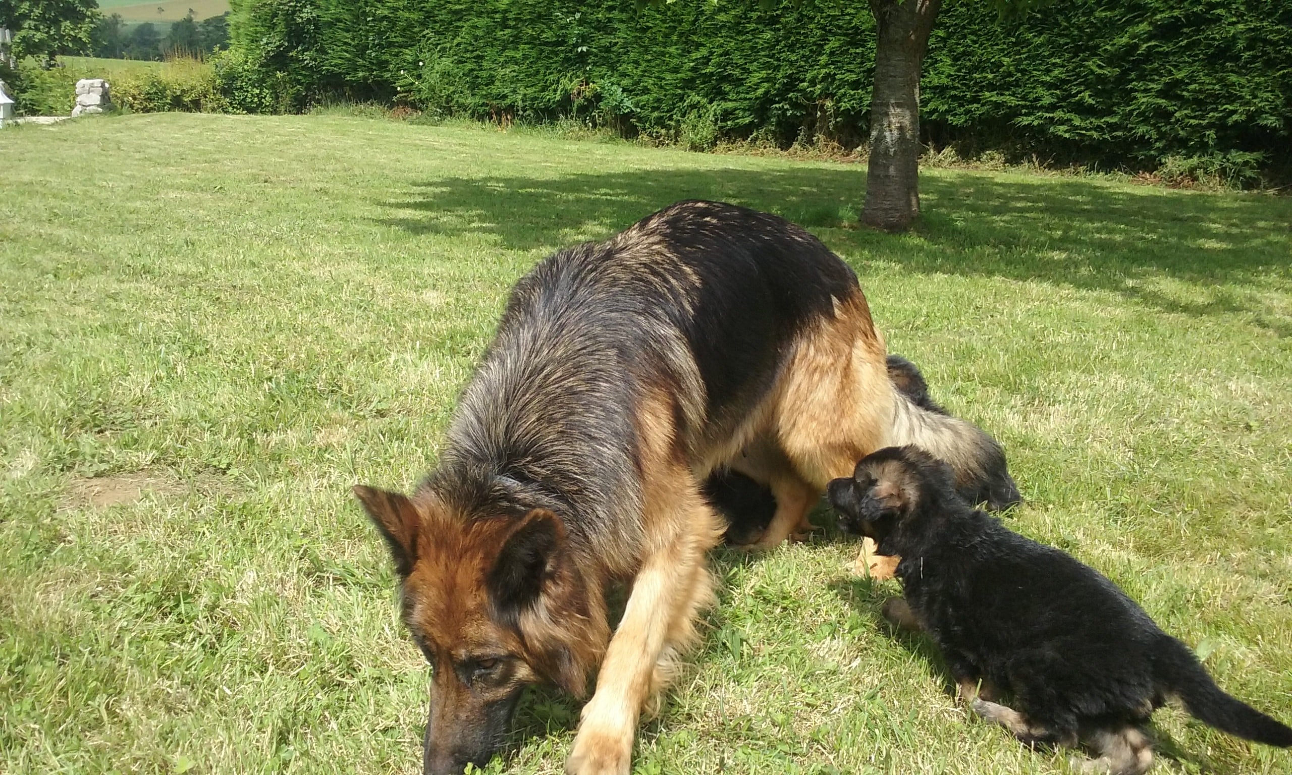 Jina Du Domaine Des Loups Mer