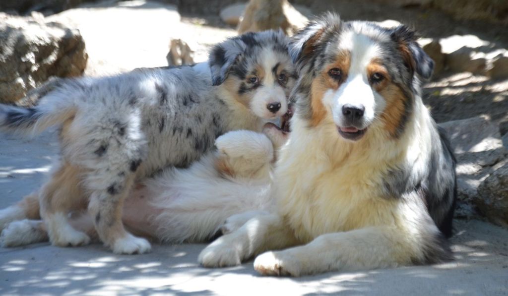 Opal Aussie I was born to love you