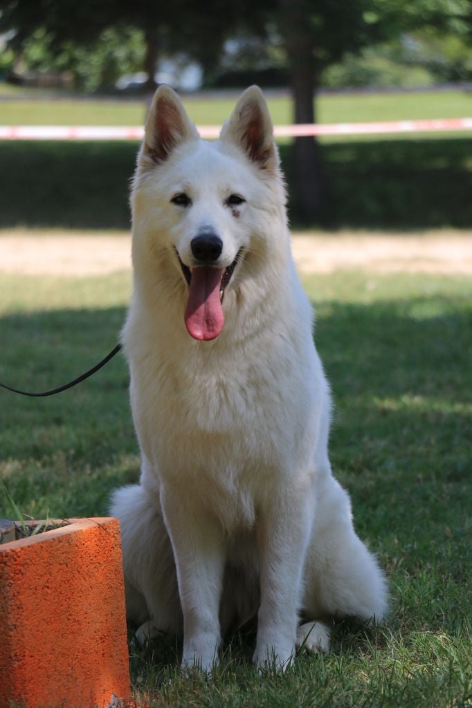 Publication : Du Clair de Brume Auteur : du clair de brume