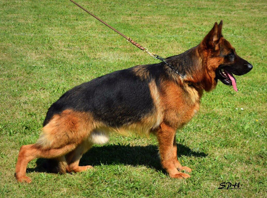 Vizzavona Lennox lewis